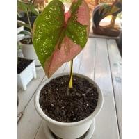 ราคา บอนสีนางไหม บอนสีนางไหม (10155880785)