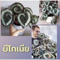 ราคา บีโกเนีย Begonia ก้นหอยสวยๆเลี้ยงง่ายหายากน่าสะสมมากๆสายบีโกเนียห้ามพลาด‼️ต้นไม้ลดมลพิษในอากาศ อายุหลายสิบปี (15221755630)