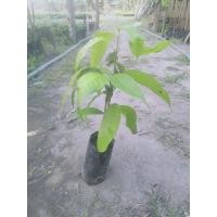 ราคา ต้นมะปรางหวานเพาะเมล็ด (8411450935)