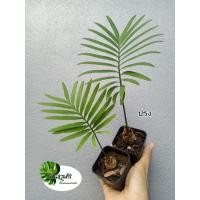 ราคา ต้นปรง หรือปรง (CYCAS) ไม้น่ารัก ต้นขนาดเล็ก ตกแต่งสวนสไตล์มินิมอล (14988877669)