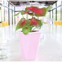 ราคา บอนสีช้างเผือกใบบัวสวย (12019354763)