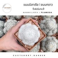 ราคา แมมมิลลาเรีย : แมม ขนนก ขนนกขาว ฟอร์มกอ Mammillaria plumosa cactus แคคตัส กระบองเพชร ของขวัญ (9076695453)