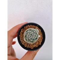 ราคา แมมดูไว Mammillaria duwei มีหน่อแล้ว (3849074446)