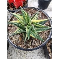 ราคา ม้าเวียนด่าง ฮาโวเทีย Haworthia limifolia variegated ไม้อวบน้ำ กุหลาบหิน (21138011401)