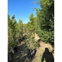 ราคา ต้นไทรเกาหลีแท้100% สูง90ซม. พร้อมส่ง (23624925758)