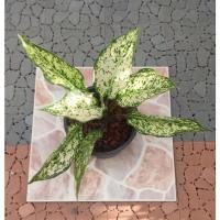 ราคา ต้นเพชรน้ำหนึ่ง เพชรน้ำหนึ่ง อโกลนีม่า Aglaonema ไม้มงคล ไม้ประดับ ราชินีแห่งไม้ประดับ (13227700494)