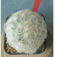 ราคา แมมขนนกขาว (Mammillaria plumosa) (6753408756)