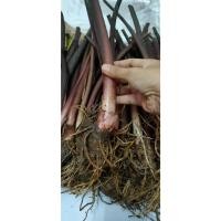 ราคา Colocasia Sp. ทูนก้านดำ ออดิบ ใบเขียวมรกต เงาวาว ซื้อ 5 แถม 1 ต้น (24351877754)