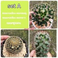 ราคา Set A Cactus แคคตัส แมม ขนนกเหลือง ดอกชมพู, ขนนกเหลือง ดอกขาว, แมมชูแมน (12709306380)