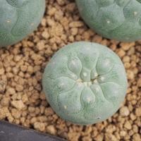 ราคา Lophophora Fricii Cristata (14756598454)