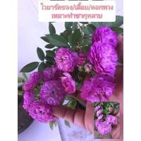 ราคา ไวท์ยาร์ดซอง หอมมากๆๆเหมาะทำชากุหลาบสีม่วงเลื้อย (10749131637)