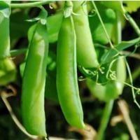 ราคา เมล็ดพันธุ์ถั่วลันเตาหวานญี่ปุ่น​ บรรจุ​ 30​ เมล็ด​ ปลูกง่ายโตไว (17462507548)