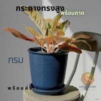 ราคา พร้อมส่ง!!! กระถางต้นไม้ ทรงสูง พร้อมถาดรอง กระถาง ทรงสูง (12108744659)