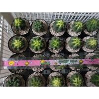 ราคา รหัส NP 028 บัลเดียนั่ม กระบองเพรชดอกสวย (5645547316)