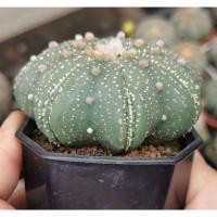 ราคา แอสโตรsuper เว้าสวย #แคสตัส castus astrophytum แอสโตร แอสโตรไฟตั้ม แอสโตรไฟตัม กระบองเพชร แอสโตรวี super (7551122529)