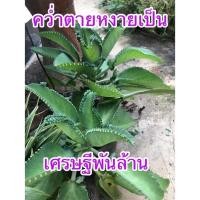 ราคา “ต้นเศรษฐีพันล้าน”หรือ ต้นคว่ำตายหงายเป็น (17115010886)