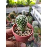 ราคา แมมแม่เฒ่า (Mammillaria Hahniana) (5090917309)