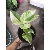 ราคา พลูด่างราชินีหินอ่อนใบฮาฟ#ไม้ด่าง#ใบหายาก (10313124184)