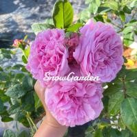 ราคา กุหลาบ Bishop's (ติดดอก) บิชอป ดอกหอมมากกกกก Bishop's (ส่งติดดอก) แบบถุง (8813315431)