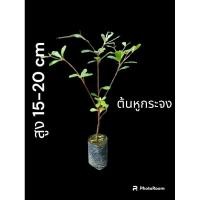ราคา ต้นหูกระจงหรือต้นแผ่บารมี สูง 15-20 เซนติเมตรเซต 5 ต้น 100 บาท (22055954783)