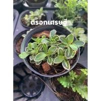 ราคา Set ต้นไม้มงคลต้นตรอกเศรษฐี (7392276057)