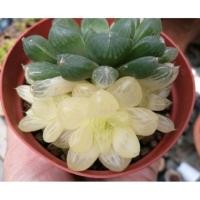 ราคา ฮาโวเทียด่างนำเข้าhaworthia marin variegated (5304029375)