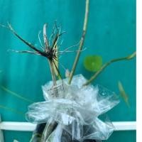 ราคา ไหลบัวหลวงพร้อมปลูกบัวหลวงแคระ,บัวนอกบึง,เหง้าบัวหลวงจิ๋ว,บัวหลวงจิ๋วประดับสวน (12822681457)