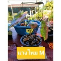 ราคา นางไหม บอนสีนางไหม #ส่งสินค้าตามภาพค่ะ# (10477180292)