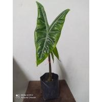 ราคา ต้นพญาจงอาง ลำต้นลายงู (13621059976)