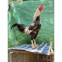 ราคา ไข่ไก่ชนพม่า ไข่เชื้อ ขายเป็นชุดเฉลี่ยฟองละ65฿ “พ่อพันธุ์เจ้าหงษ์สา” (19800308641)