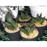 ราคา อริโอคาปัส Ariocarpus แคคตัส หายาก (12623821033)