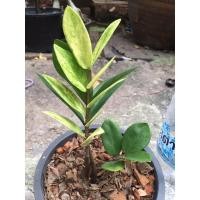 ราคา ต้นกวักมรกตด่างไม้มงคล (7745819396)