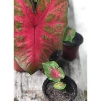 ราคา เบบี๋ เงาะถอดรูป บอนสี (13221527202)