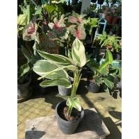 ราคา คล้าสาคูด่าง (ใบด่างสวยมาก) (10236170730)