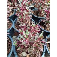 ราคา เกล็ดทับทิม กระถาง 5.5 นิ้ว ไม้มงคล (11150136317)