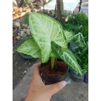 ราคา ต้นออมเงิน ออมทอง ต้นไม้มงคลควรปลูกในออฟฟิศ (5334509781)