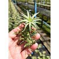 ราคา Tillandsia ionantha vanhyningii (21254563047)