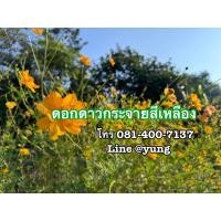 ราคา เมล็ดดอกดาวกระจายสีเหลือง (24305458756)