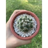 ราคา แมมชูแมน Mammillaria schumannii (9357893040)