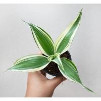 ราคา ไผ่กวนอิมด่าง ไม้มงคล เสริมโชคลาภให้ร่ำรวย กระถาง 3 นิ้ว (15707061967)