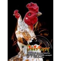 ราคา ไข่เชื้อไก่ชนสายเยียร์ม้าล่อลำวงตีหักตีชักแผลคมแม่นหูตา Super VIP (4350391075)