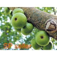 ราคา ต้นมะเดื่อชุมพร​(ขนาดตามรูปจริง) (13712420472)