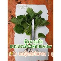 ราคา นางแย้ม,ต้นนางแย้ม5ต้น60฿บ. (11041149398)