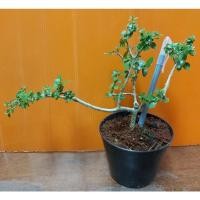 ราคา บอนไซ เพรมน่าไต้หวัน กระถางขนาด 4 นิ้ว (3078712772)