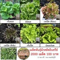 ราคา เมล็ดพันธุ์ผักสลัดอินทรีย์ ซองละ 2000-3000 เมล็ด เมล็ดผัก เมล็ดผักสลัด เมล็ดผักอินทรีย์ อัตราการงอก 98% (9083678939)