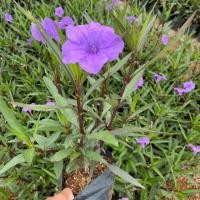 ราคา ต้นต้อยติ่ง ฟ้าประทานพร สีม่วง (5443043924)