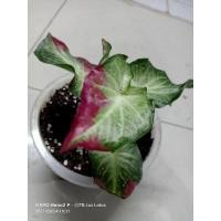 ราคา ชายชล/บอนสีชายชลส่งต้นจริงในรูปค่ะแพคใส่ตะกร้าให้อย่างดี (11636989234)