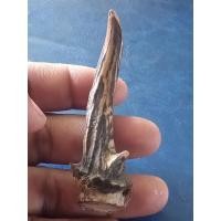ราคา เขาเก้งเเท้ ใส่พวงกุญแจ (17734296309)