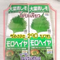 ราคา เมล็ดพันธ์ุ ใบโอบะ จากญ (937748417)