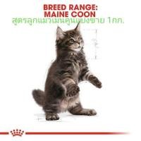 ราคา Royal Canin สูตรลูก​แมว​เมน​คูน​แบ่งขาย 1กก. (3678001472)